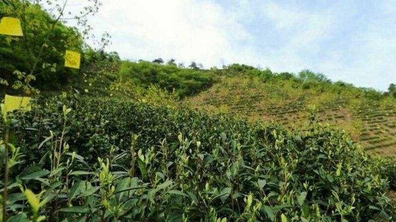 合作社分紅稅務處理全解析