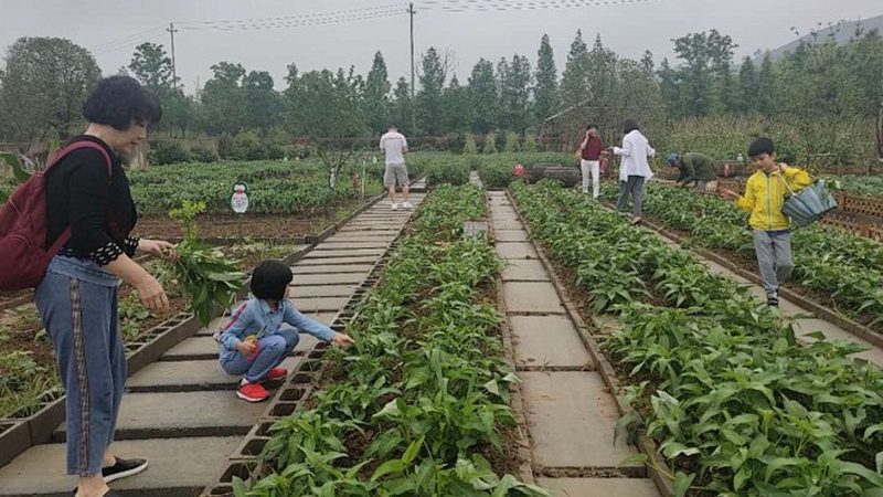 露天果園病害防治：價格背后的考量因素