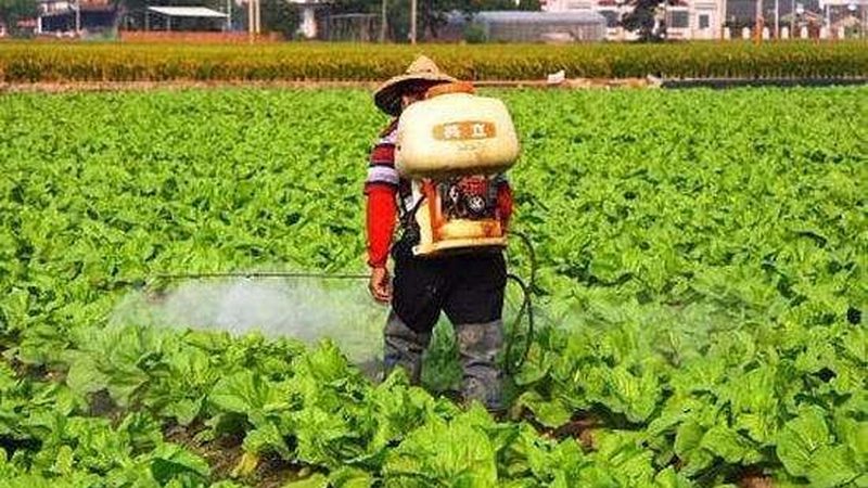 露天種植蘋果防病流程解析